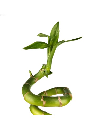 Bambú de la suerte ESPIRAL (lucky bamboo)