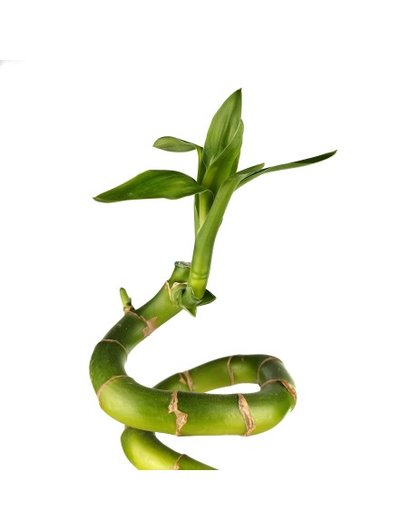 Canya de bambú espiral