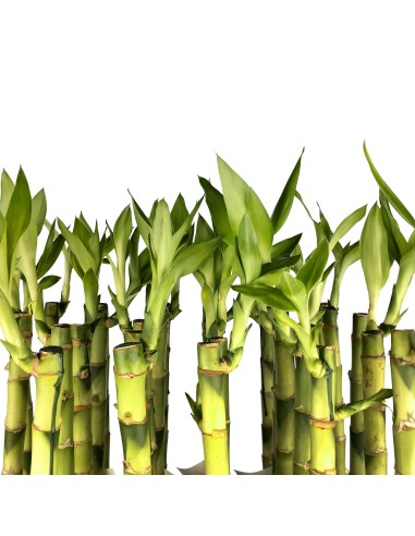 Cana RETA de bambu (lucky bamboo)