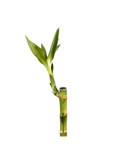 Cana RETA de bambu (lucky bamboo)