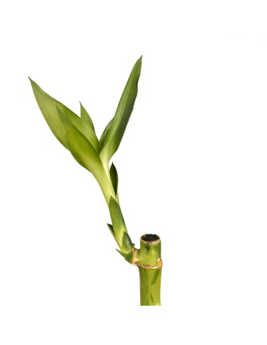 Cana RETA de bambu (lucky bamboo)