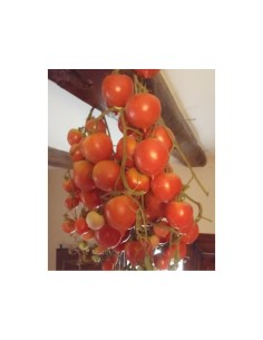 Graines de Tomate Poire Delta