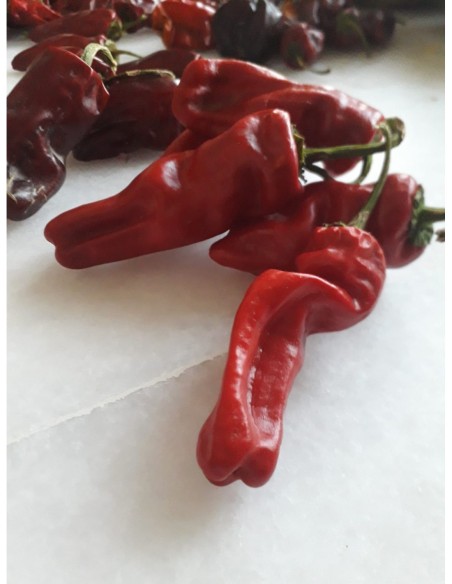 Semilla tomate Pera Delta