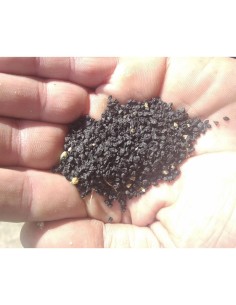 Semilla tomate de Colgar Son Burgues