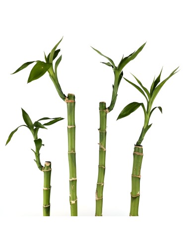 Cana RETA de bambu (lucky bamboo)