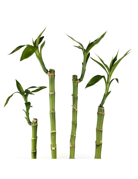 Canya de bambú de la sort recta