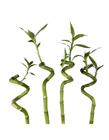 Canya de bambú espiral