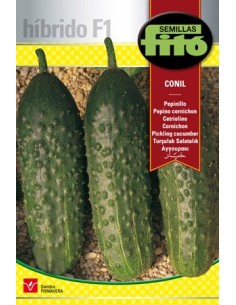 Semilla híbrida de pepinillo oscuro