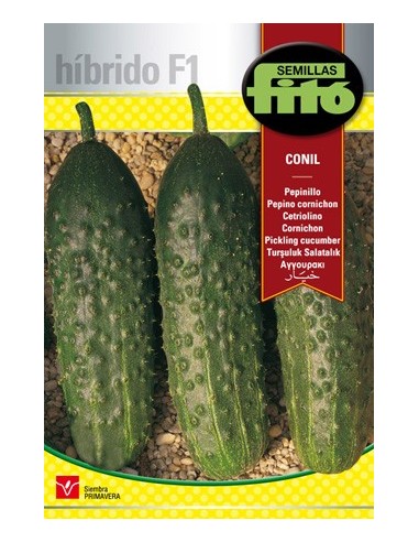 Graine hybride de cornichon foncé