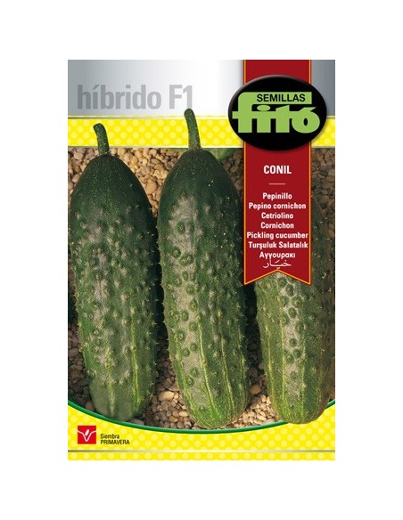 Graine hybride de cornichon foncé