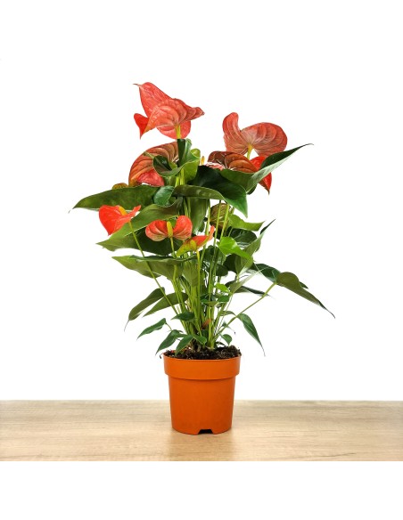 Anthurium Rouge.