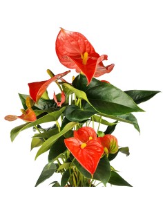 Anturio rojo 2