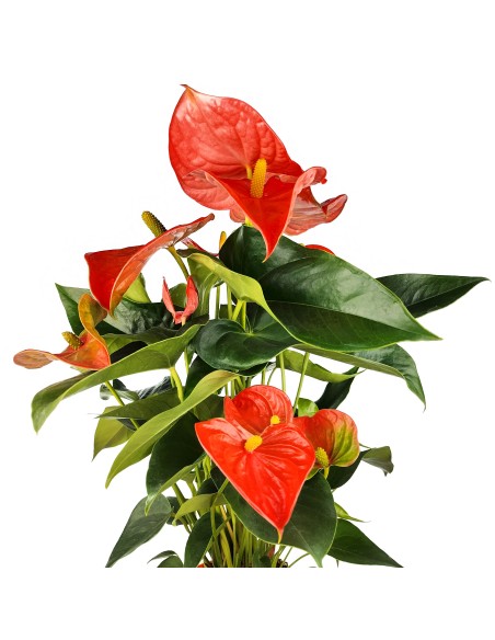 Anthurium vermell