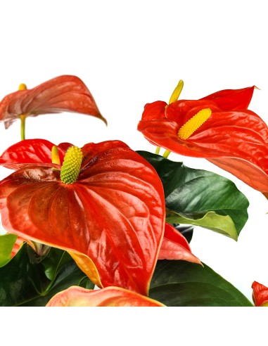 Anturio rojo