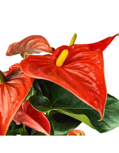 Anthurium Rouge.
