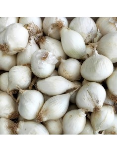 Bulbos de Chalota en paquete de 7-14 unidades Rocalba