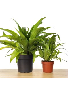 Asplenium nidus o helecho nido