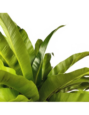 Asplenium nidus o helecho nido