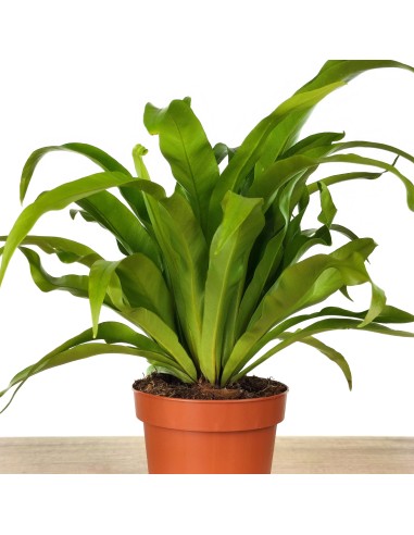 Asplenium nidus ou ninho de samambaia