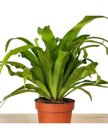 Asplenium nidus o niu d'au