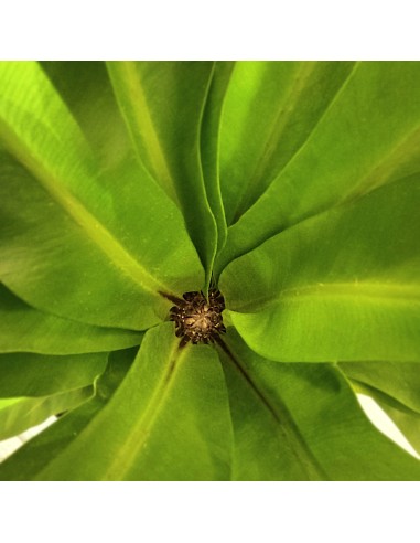 Asplenium nidus o niu d'au