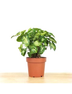Syngonium Pixie (maceta 12 cm Ø)