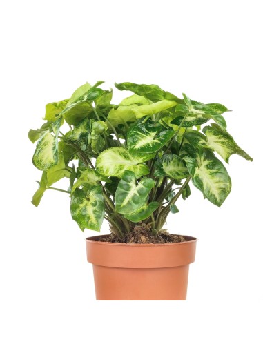 Syngonium Pixie (maceta 12 cm Ø)