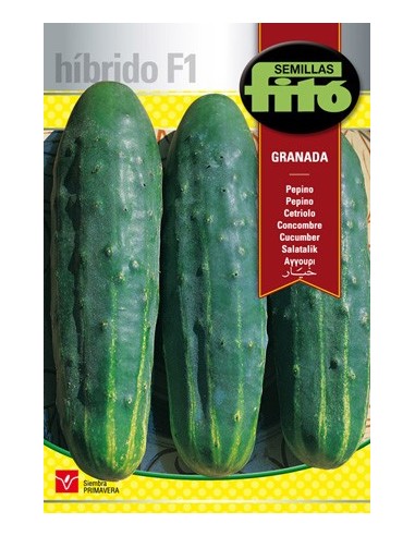 Graine hybride de concombre long