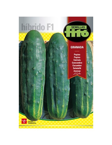 Semilla híbrida de pepino largo