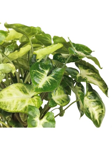 Syngonium Pixie (maceta 12 cm Ø)