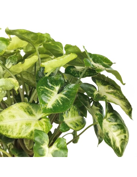 Syngonium Pixie (maceta 12 cm Ø)