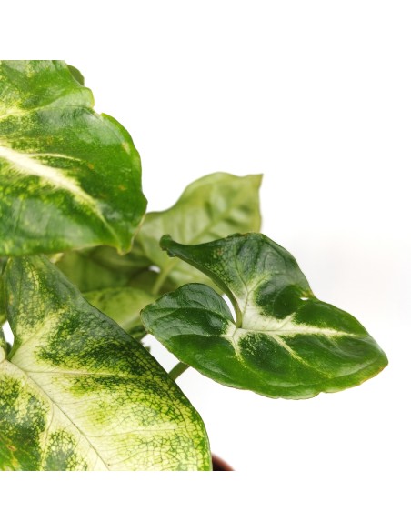 Syngonium Pixie (maceta 12 cm Ø)