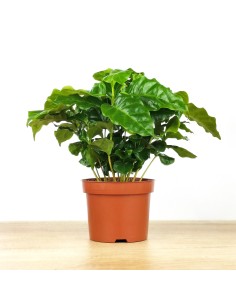 Plante de café ou Coffea Arabica (pot 12 cm Ø)