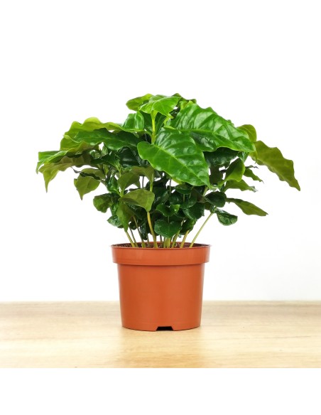 Planta del café o Coffea Arabica (test 12 cm Ø)