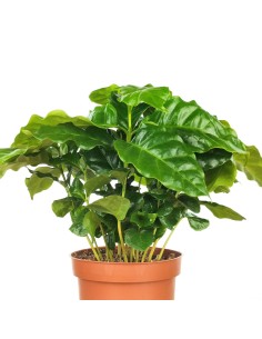 Plante de café ou Coffea Arabica (pot 12 cm Ø) 2