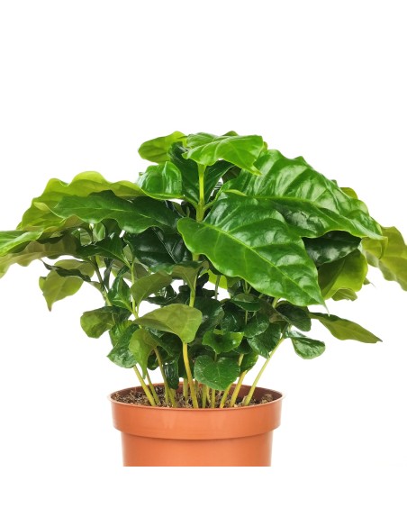 Planta del café o Coffea Arabica (test 12 cm Ø)