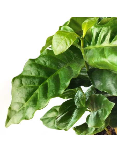 Planta del café o Coffea Arabica (test 12 cm Ø)