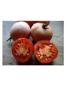 Semilla tomate Colgar mala cara