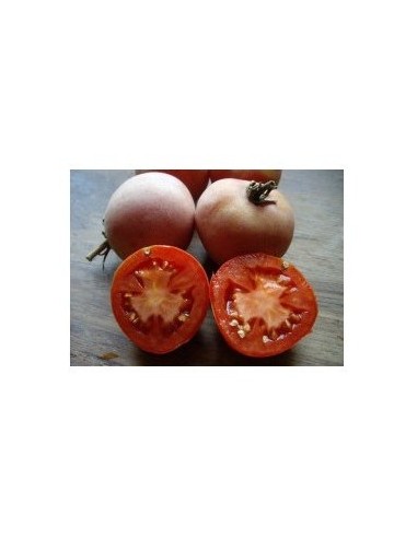 Semilla tomate Colgar mala cara