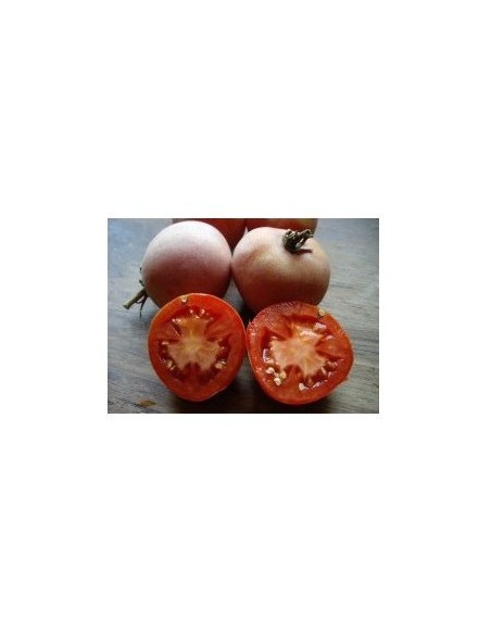 Semente de tomate ficar com uma cara feia