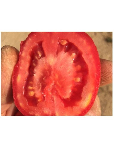 Semilla tomate Pera Delta