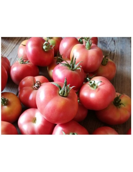 Graines de Tomate Poire Delta