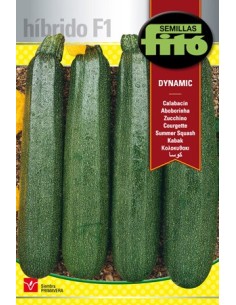 Graine hybride de courgette vert vif
