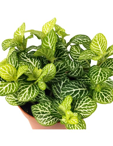 Fittonia