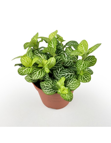 Fittonia