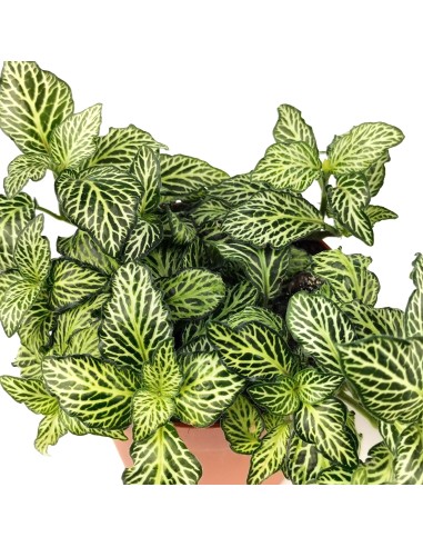 Fittonia