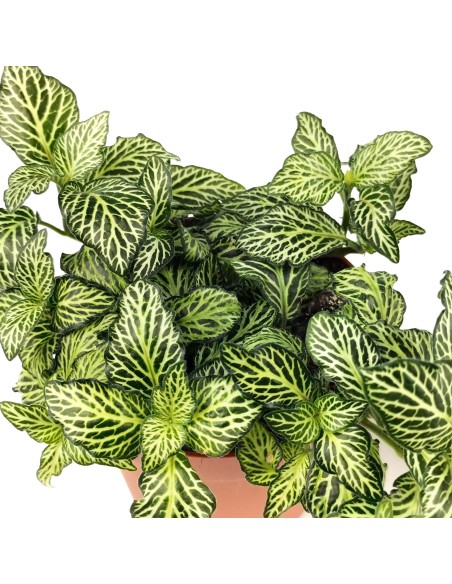Fitonia