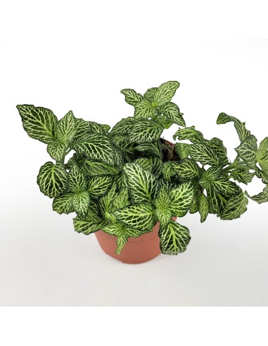 Fitònia