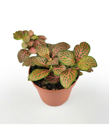 Fittonia