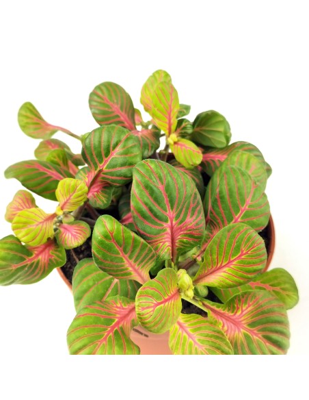 Fitonia